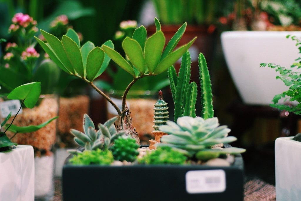 succulents and cacti in a black square plant pot