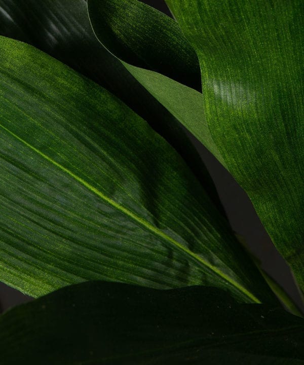 closeup of aspidistra plant against black background