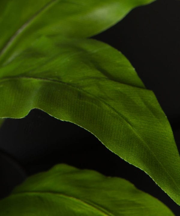 closeup of asplenium faux foliage