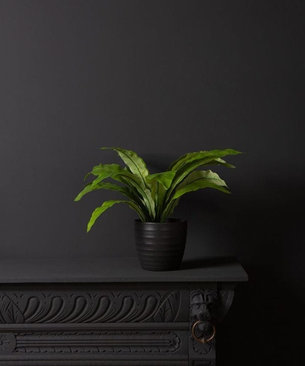 birds nest fern in a black vase against a black background