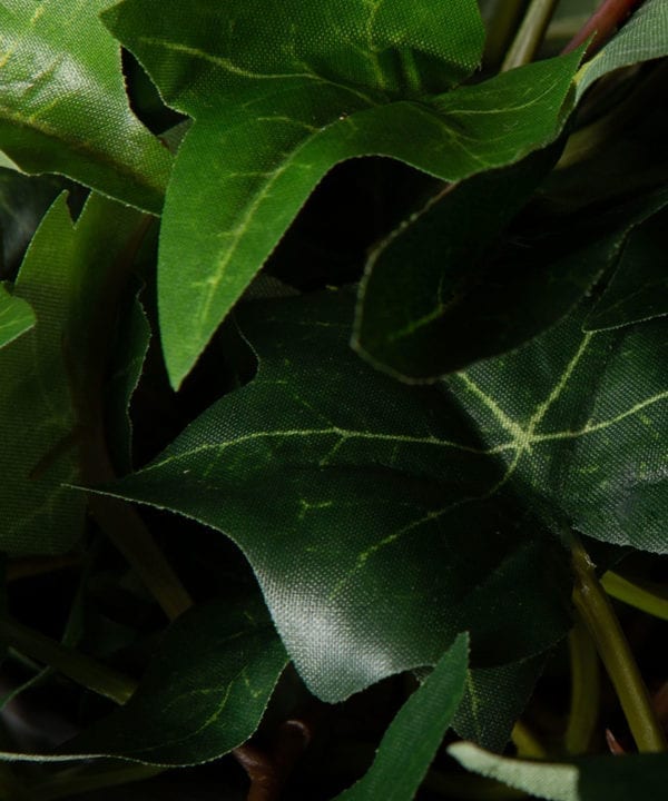 closeup of ivy leaves against black background