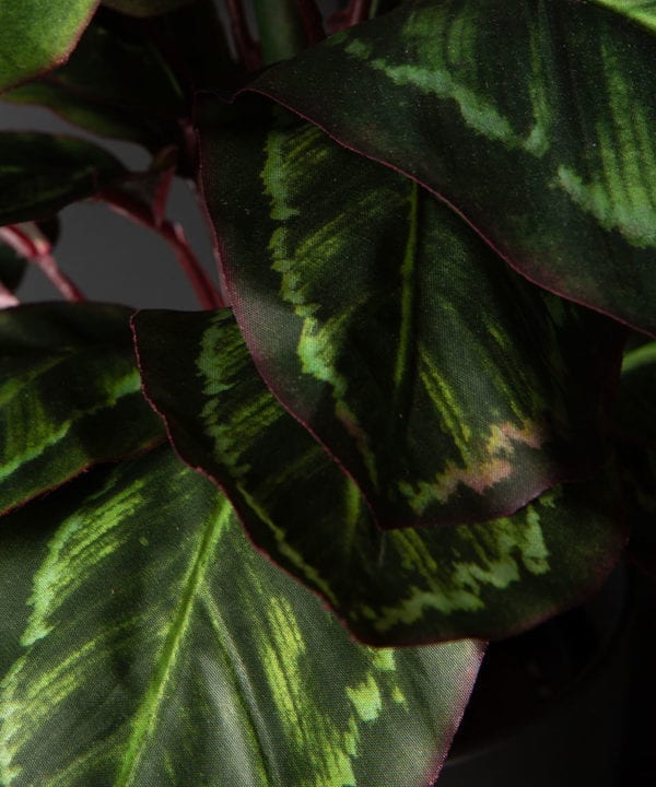 closeup of faux prayer plant against black background