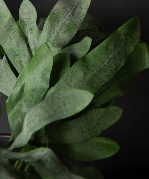 closeup of faux prayer plant against black background