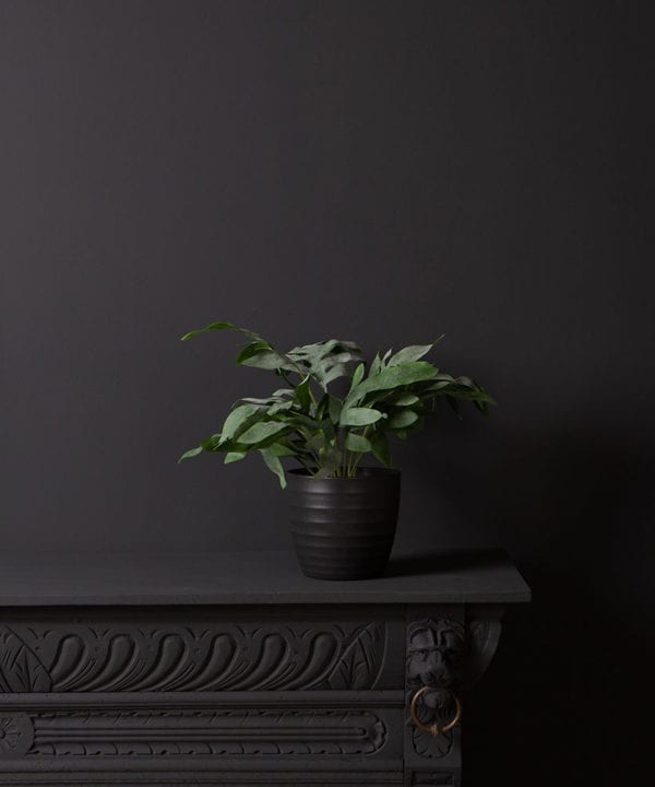 WIDE LEAF FERN small artificial plant against a black background