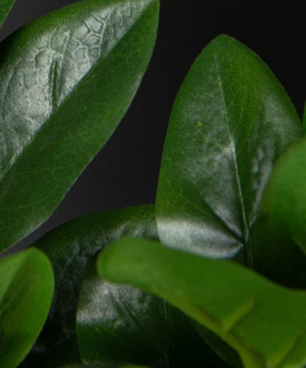 Zamifolia closeup against black background