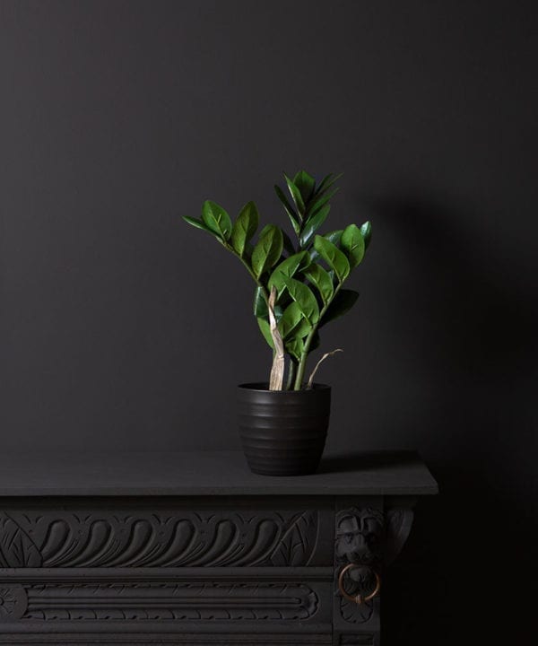 zamioculcas plant in a black pot against a black wall