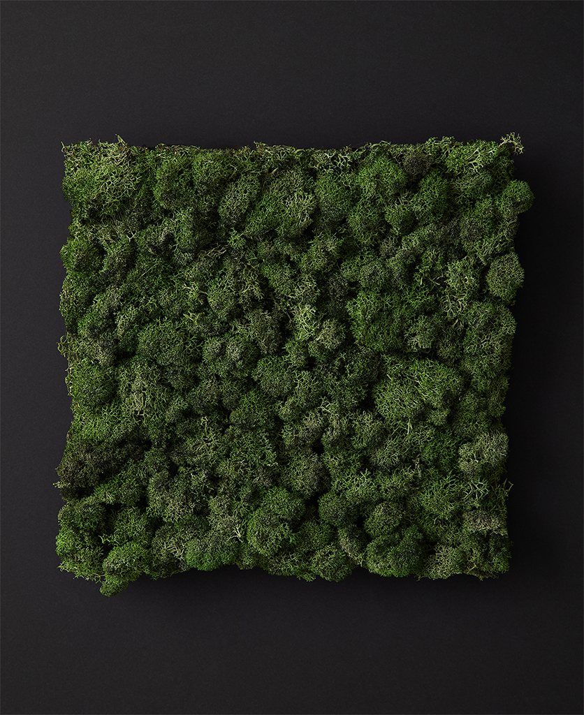 dark green moss panel against black background