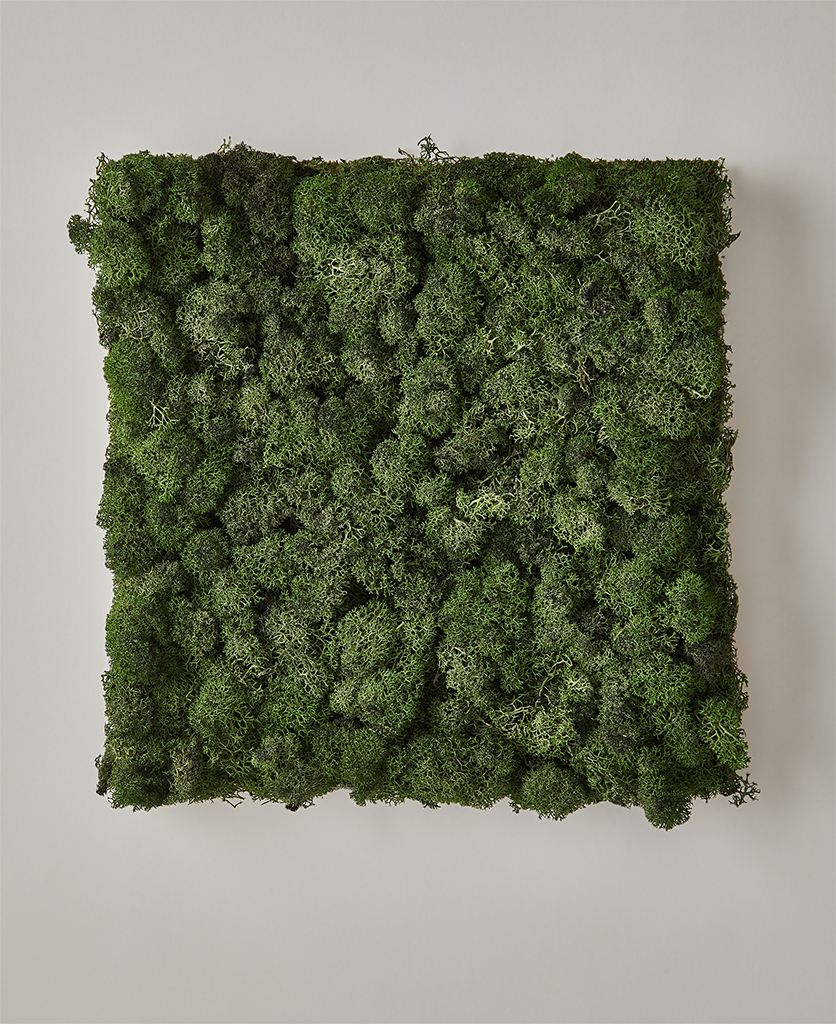 Moss Wall Panel - Preserved Moss for Indoor Decorative Use