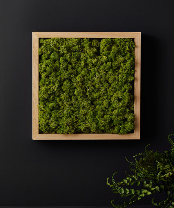medium green moss panel in light wooden frame against black background
