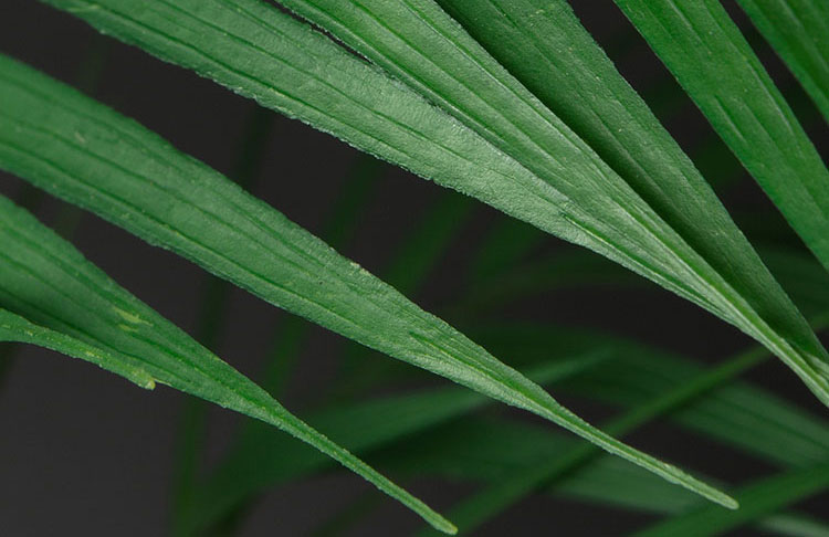 faux foliage against black background