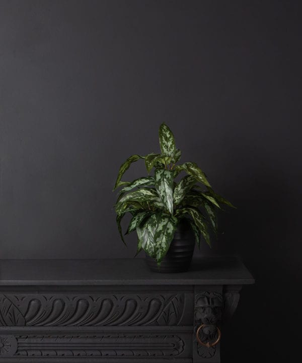 Aglaonema modestum small artificial plant in black vase against black background