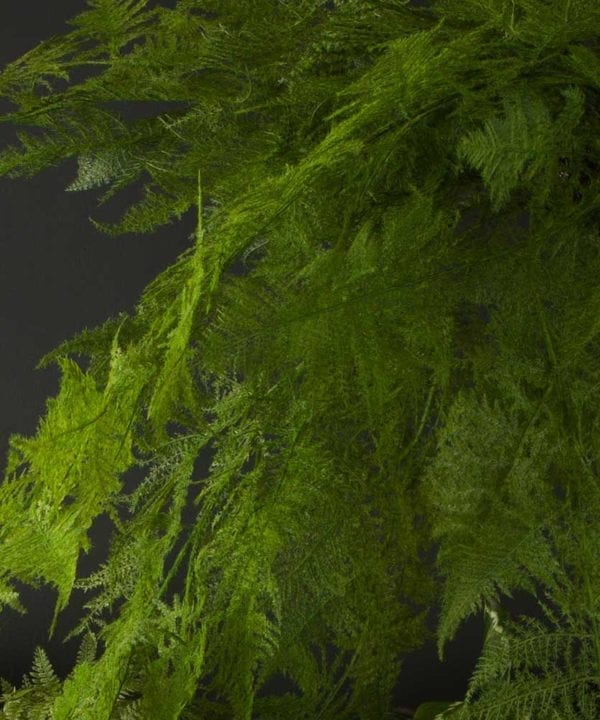 closeup of large Hanging Faux Fern against black background