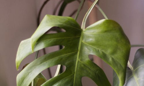 closeup of monstera plant against soft pink wall