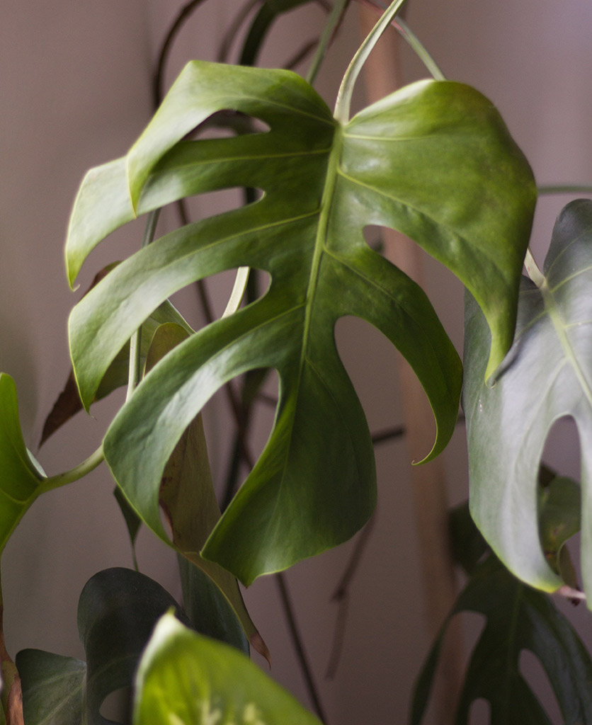 closeup of monstera plant against soft pink wall