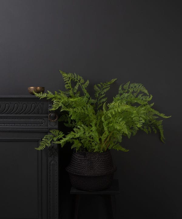 faux bracken fern in a black pot against a black background