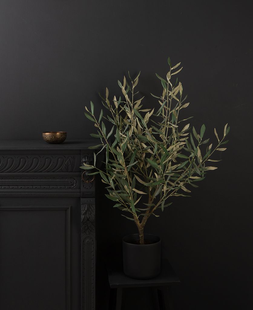 small olive tree dark against black background