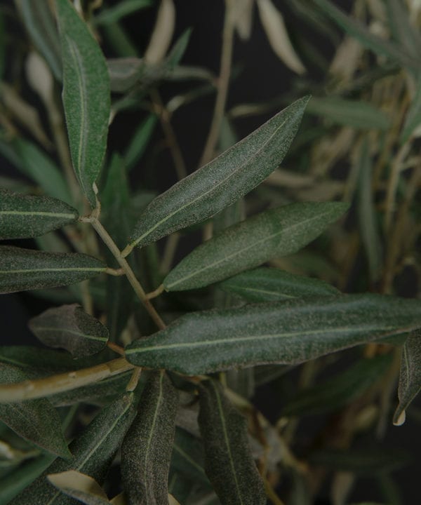 closeup olive tree