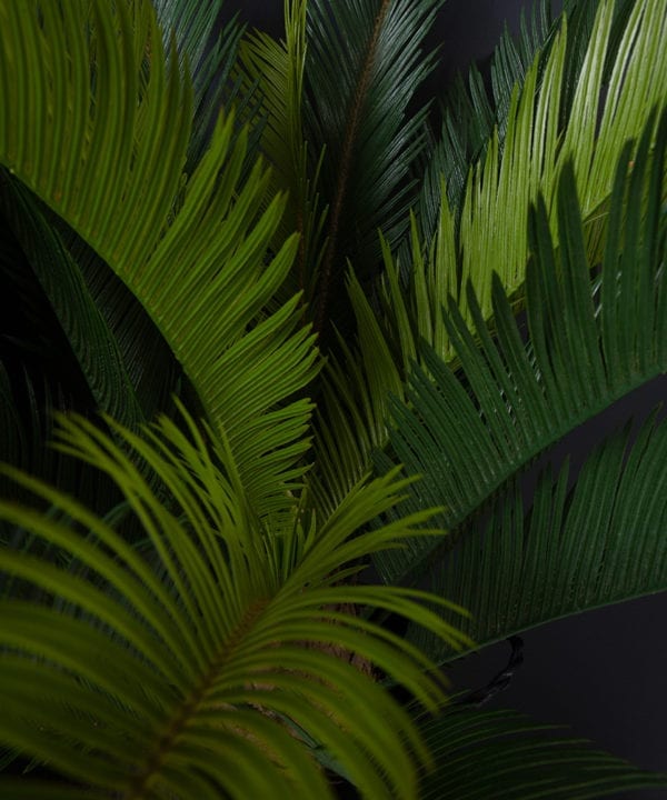 closeup of sago palm against black background