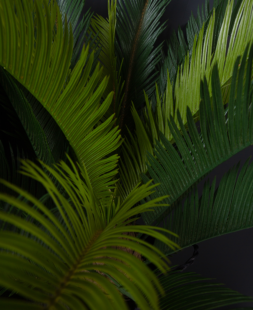 closeup sago palm