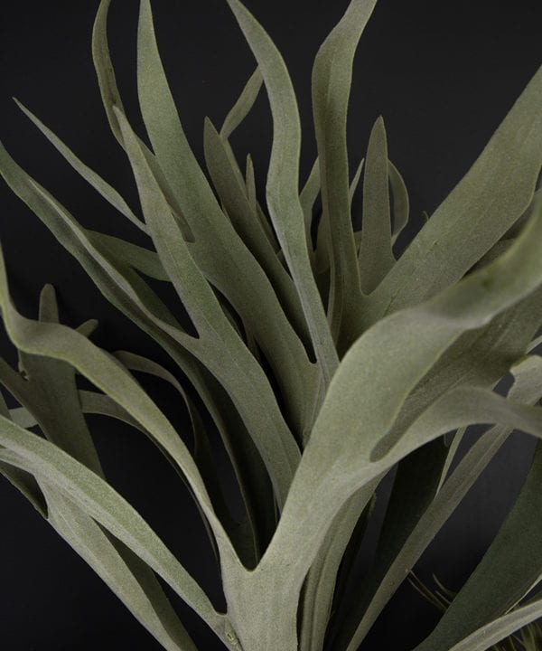 stag horn fern closeup against black background