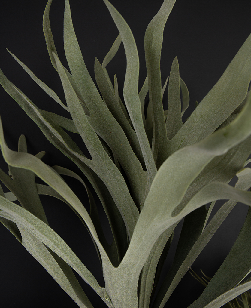 stag horn fern closeup against black background