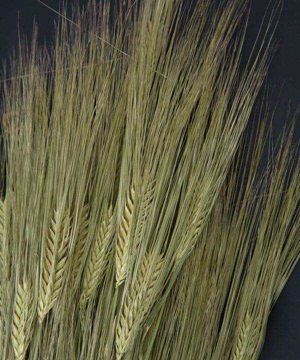 close up image of dried barley stems against black background