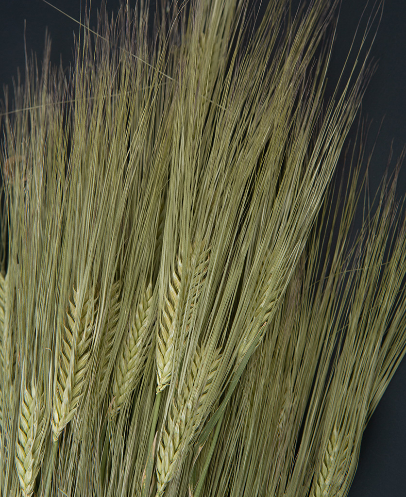 close up image of dried barley stems