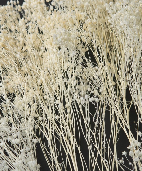 close up image of a white broom plant bouquet against black background