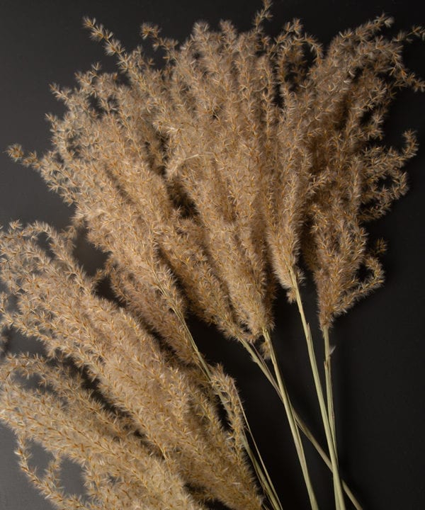 close up image of a bouquet of fluffy reed grass against black background