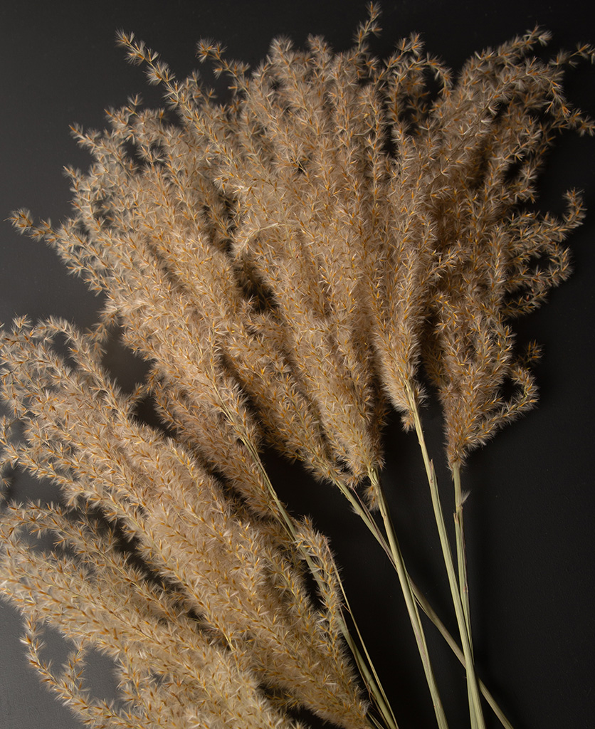 close up image of a bouquet of fluffy reed grass against black background