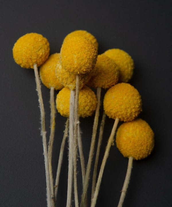 close up image of a bouquet of yellow craspedia against black background