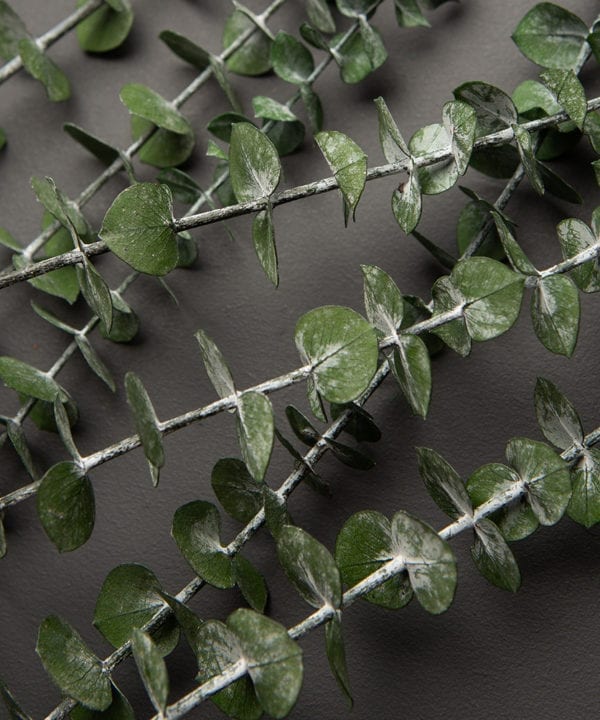 closeup of preserved baby blue eucalyptus against black background