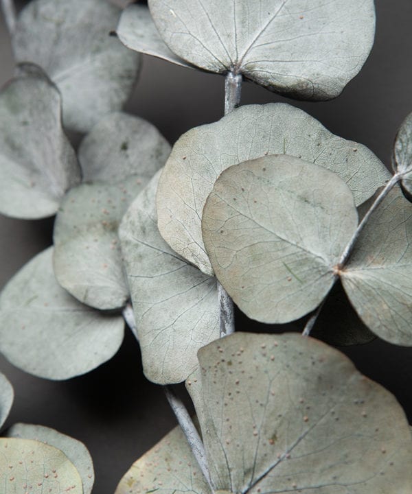 closeup of preserved eucalyptus cinerea against black background