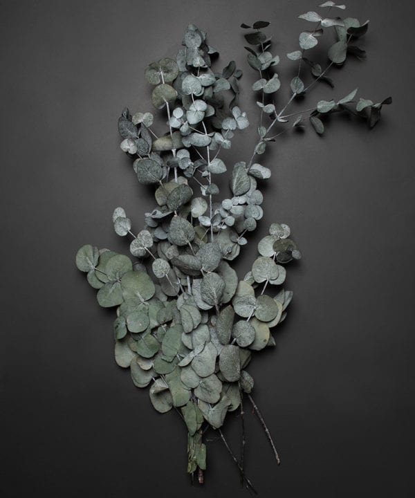 preserved cinerea eucalyptus bouquet against black background