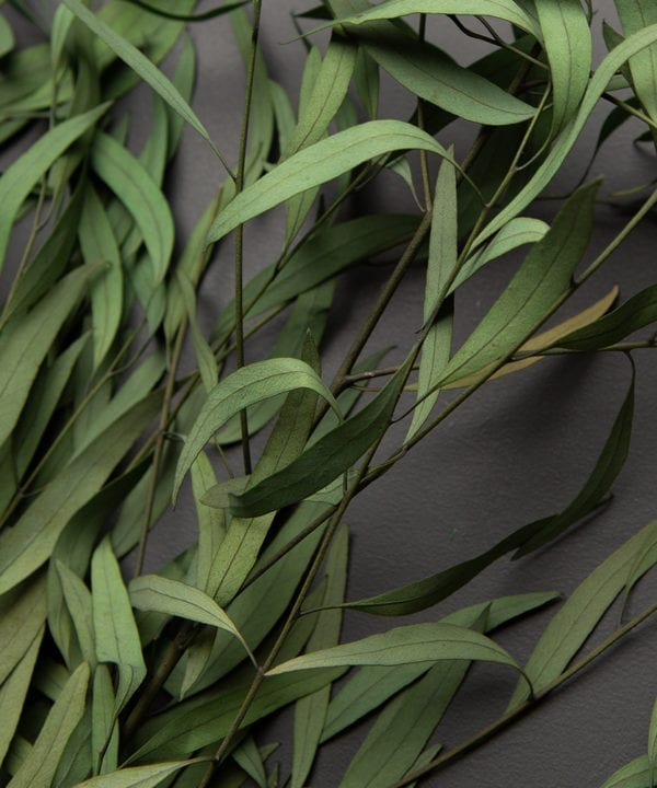 closeup of preserved eucalyptus nicholii against black background