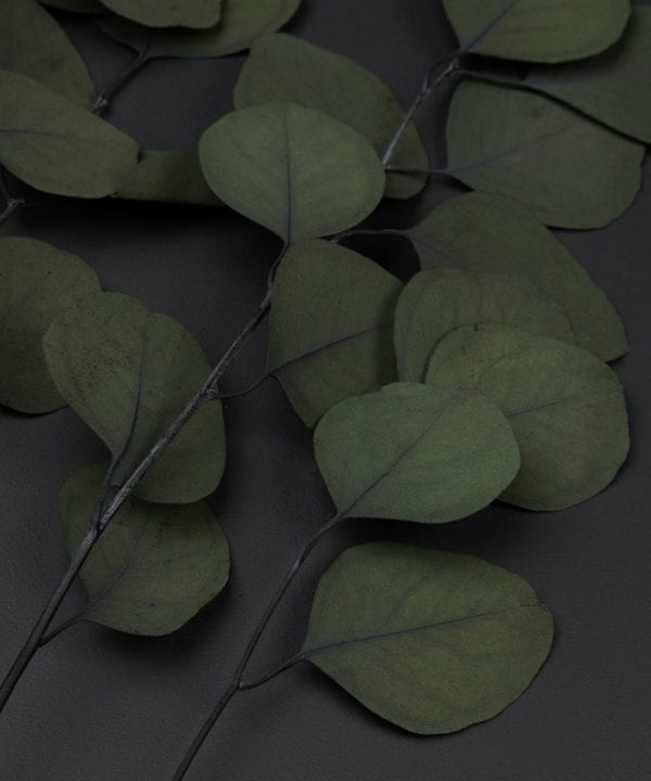 close up of preserved eucalyptus populus on black background