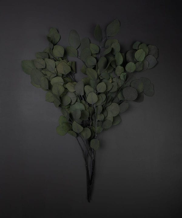 preserved eucalyptus populus bunch against black background