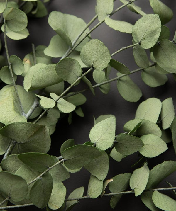 closeup of preserved eucalyptus branches against black background