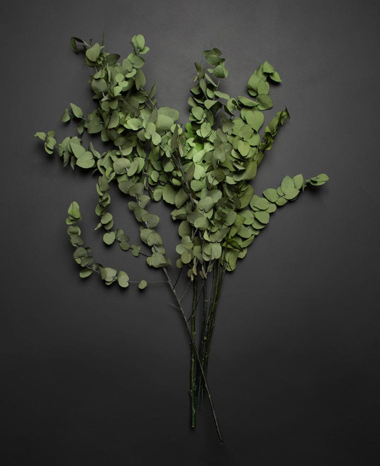 Preserved Eucalyptus Branches Eucalyptus Stuartiana Stems