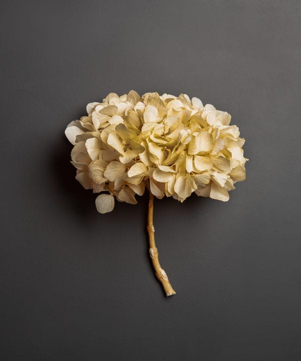 preserved ivory hydrangea stem against black background