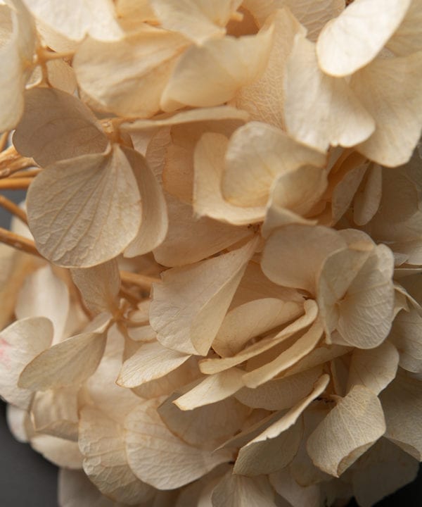 closeup of preserved ivory hydrangea stem