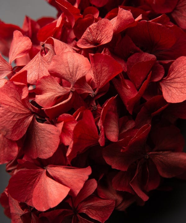 closeup of preserved red hydrangea against black background