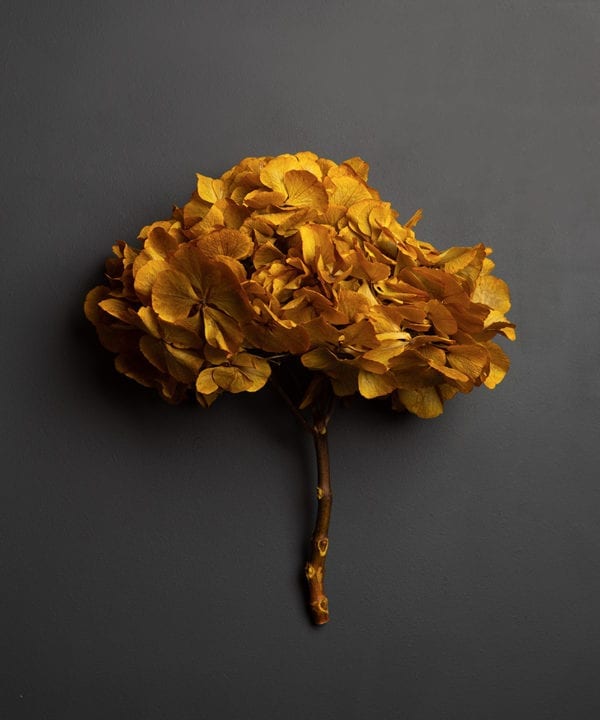 preserved yellow hydrangea stem against black background