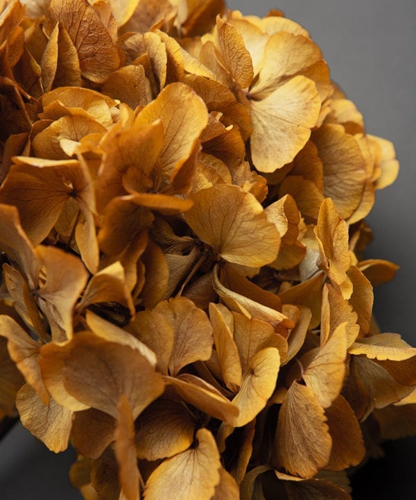 closeup of preserved yellow hydrangea stem against black background