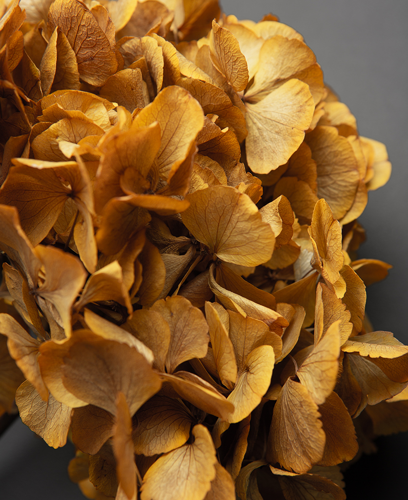 Saffron Hydrangea stem