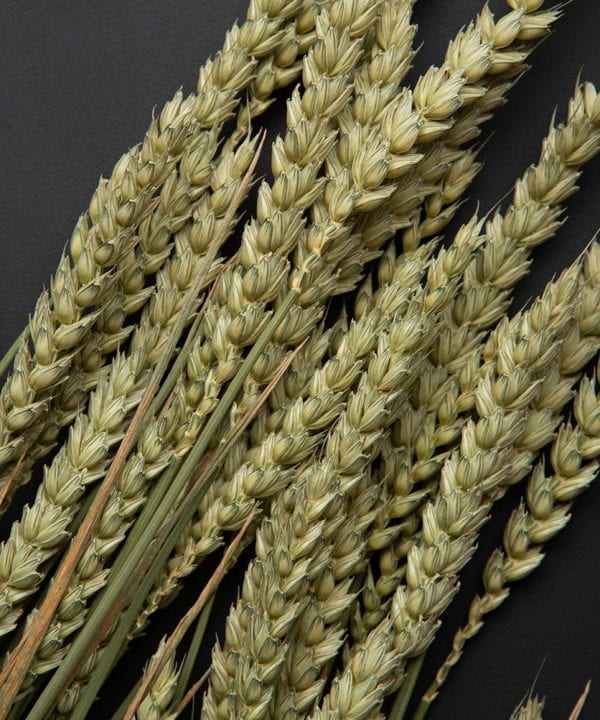 dried wheat bouquet against black background