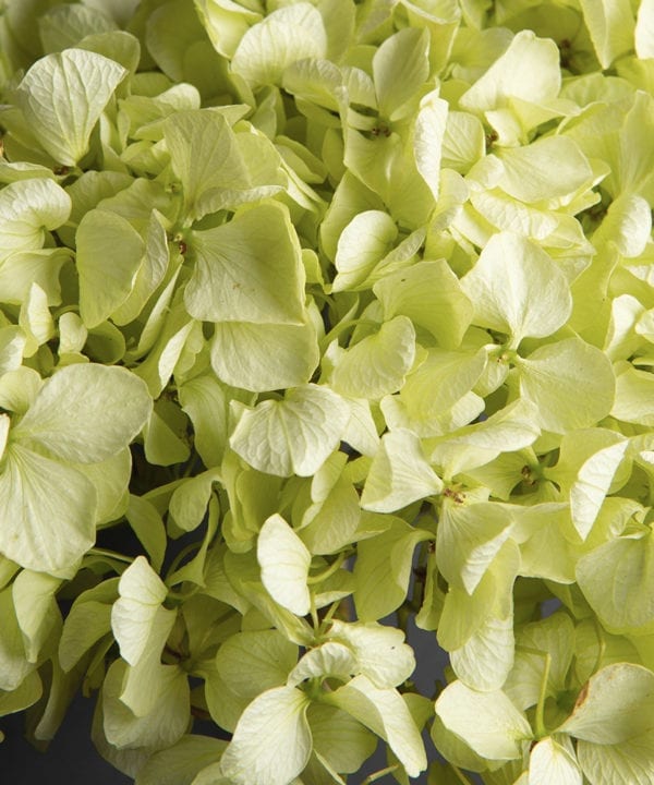 pistachio green hydrangea closeup