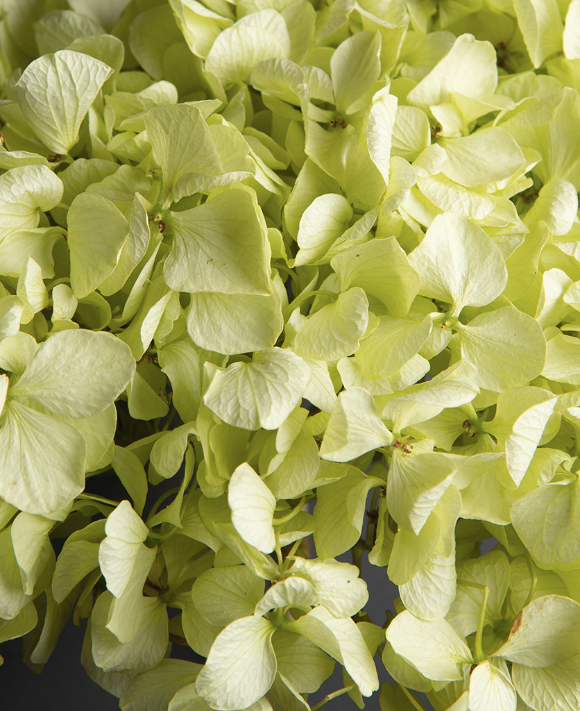 Image of Pistachio green hydrangea