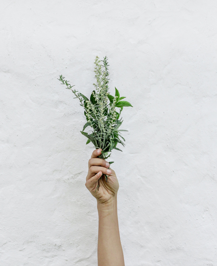 photo of a hand holding herbs against a white concrete wall