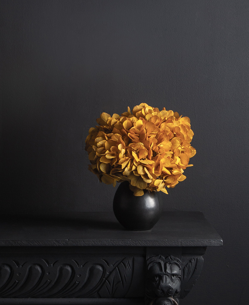 black stem vase with preserved saffron hydrangea stem on black background